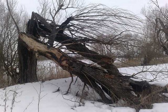 Убрать опасное дерево и аварийное дерево в Перми