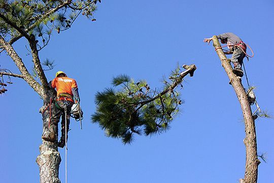 Удаление деревьев Пермь - удалить крону дерева